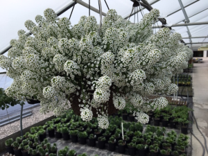 Plant - Hanging Baskets Full to Part Sun (Lobularia is pictured)