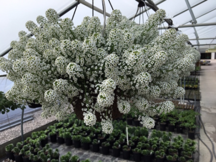 Plant - Hanging Baskets Full to Part Sun (Lobularia is pictured)
