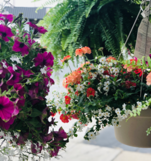 Blooming Baskets 12” Hanging Baskets