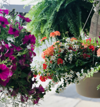 Blooming Baskets 12” Hanging Baskets