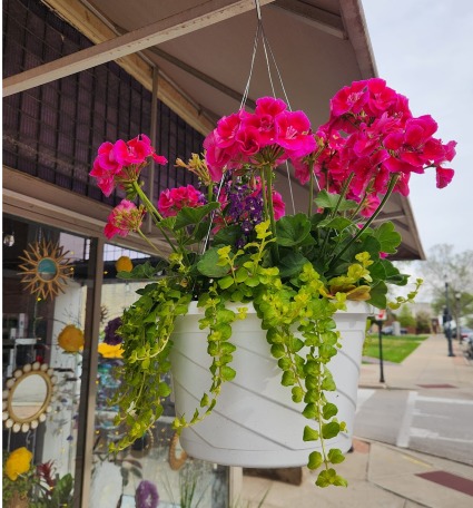 Locally Grown Hanging Baskets Potted Hanging Plant 