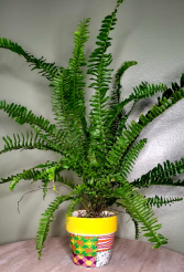 Loco Boston fern 