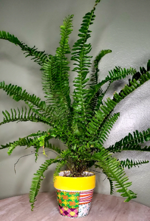 Loco Boston fern 