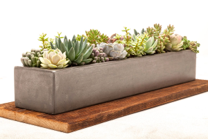 long succulent  