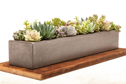 long succulent  