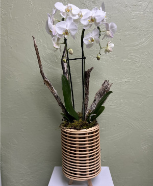 Lori Gene Special White Double Swan orchid  Orchid Planter 