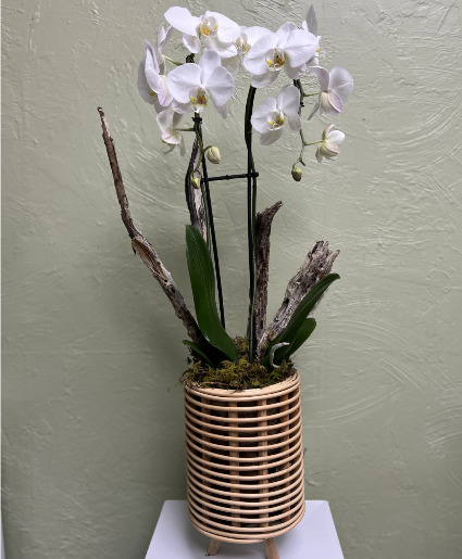 Lori Gene Special White Double Swan orchid  Orchid Planter 