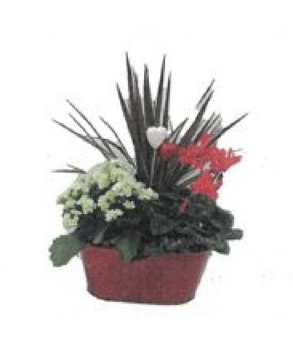 Lots of Love Plant