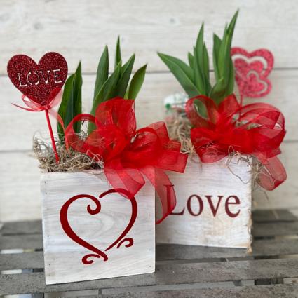 Love Blooms Tulip Plant