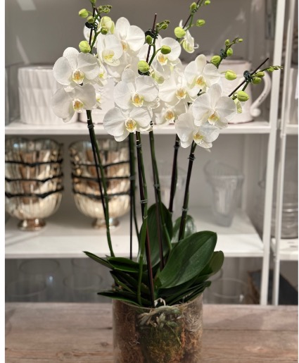 Love with All Your Heart  Orchid plant 