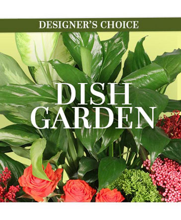 Lovely Dish Garden Designer's Choice in Sedalia, MO | State Fair Floral