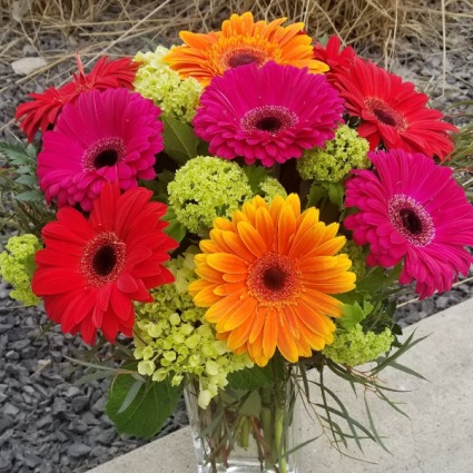 Lovely Gerbera Daisies 