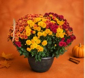 Lovely Hardy  Mum plant