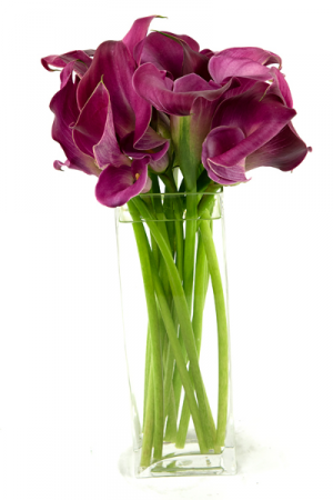 Lovely Calla Lilies 