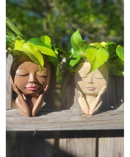 Lovely Lady  Plant