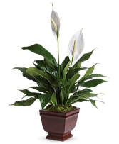 Lovely One Flower Arrangement