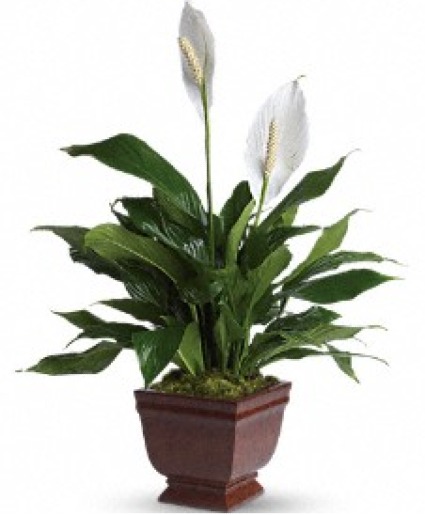 Lovely One Peace Lily 