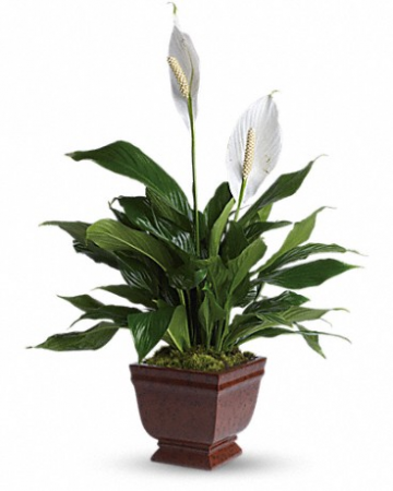Lovely One Spathiphyllum T272-1 