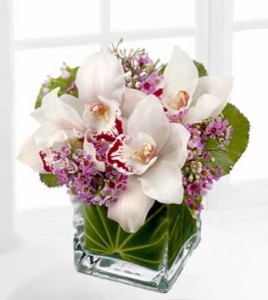 Lovely Orchids 
