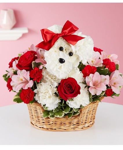 Lovely Pup 