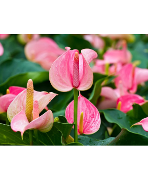 Lovely verigated anthurium anthurium