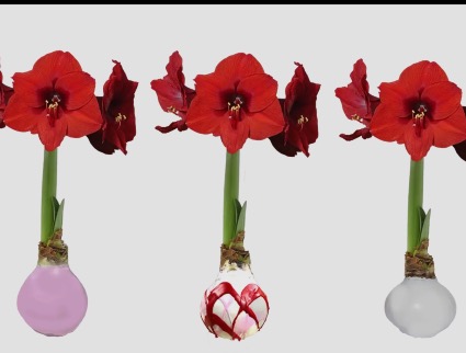 Lovestruck Amaryllis Available 2/1/26 Bulb