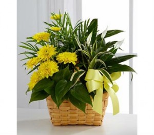 Loving Dishgarden 
