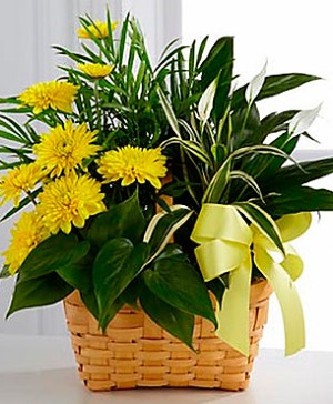 Loving Light Dish Garden