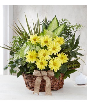 Loving Light Dishgarden 