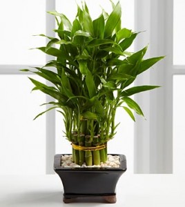 Lucky bamboo 