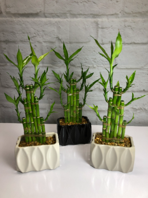 LUCKY BAMBOO IN NEUTRAL POTTERY