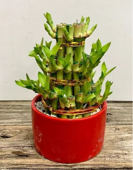 cactus san pedro San Pedro Cactus – Plant Shop GR