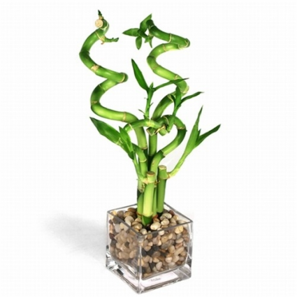 medusa succulent plant Medusa's Head Euphorbia