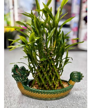 Lucky Bamboo Plant in Yonkers, NY - Mateo's Flower Shop