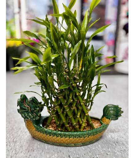 Lucky Bamboo  Plant 