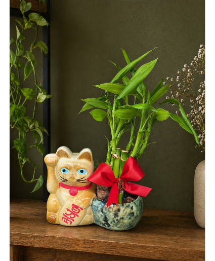 Lucky Cat Royale Call Us for Faster Service & Daily Specials: (915) 303-8500 Text Us to Order Anytime: (915) 505-3708 Your trusted source for Flowers & Delivery in El Paso TX
