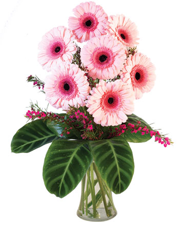 Lucky Seven Gerberas Floral Design in Hermann, MO | Terraflora Botanicals & Gifts