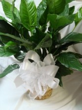 Large 8" Peace Lily in wicker basket with  (P)  bow.