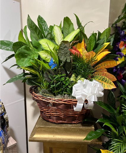 Luscious Green Garden 