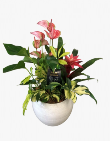 Lush anthurium planter Dish garden 