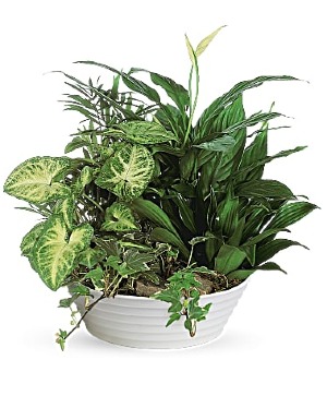 Lush Dish Garden 