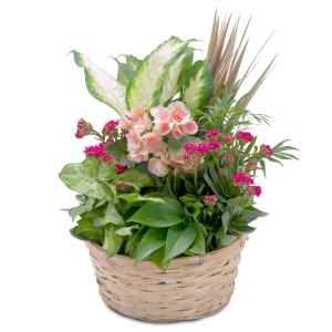 Lush Dish Garden Basket