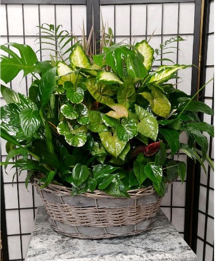 Lush Dish garden Basket Dish garden Plant Basket