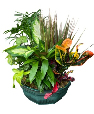 Lush Dish Garden Mixed Plants