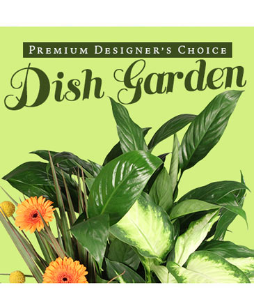 Lush Dish Garden Premium Designer's Choice in Plum, PA | FOREVER GREENE FLOWERS INC.
