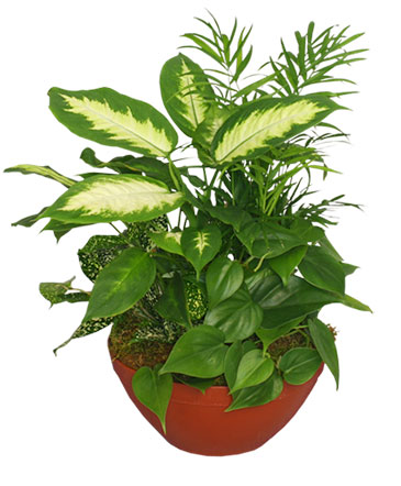 Lush Garden of Green Plants in Yankton, SD | Pied Piper Flowers & Gifts