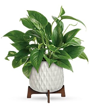 Lush Leaves Pothos Plant Mid Century Modern