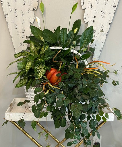 Luxury Fall Plant Garden Custom, Luxury, Plant