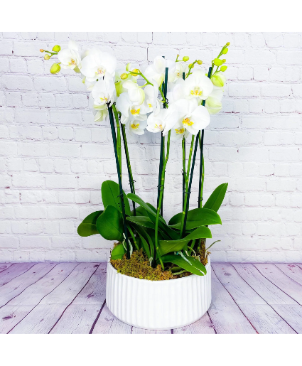 Luxury Orchid 