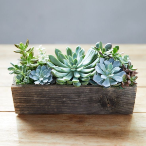 Magic Box of Succulent 